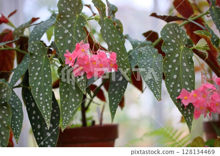 秋海棠花友禪 128134469