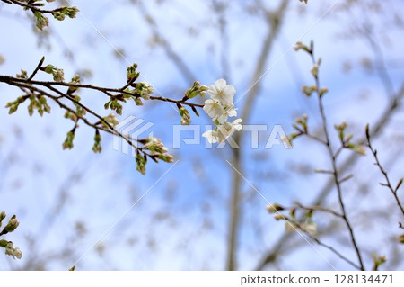 Somei-Yoshino cherry blossoms starting to bloom Somei-Yoshino cherry blossoms starting to bloom 128134471