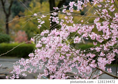 Edohigan cherry blossoms in full bloom Edohigan cherry blossoms in full bloom 128134472