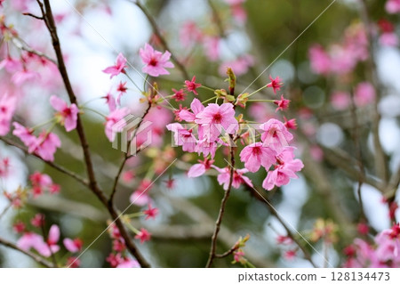 Edohigan cherry blossoms in full bloom Edohigan cherry blossoms in full bloom 128134473