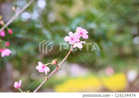 江戶彼岸櫻花盛開 江戶彼岸櫻花盛開 128134474