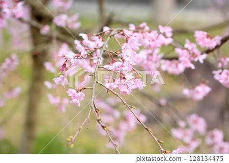 江戶彼岸櫻花盛開 江戶彼岸櫻花盛開 128134475