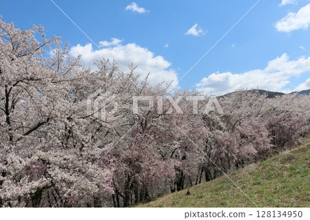 櫻花盛開的古房山古墳 128134950