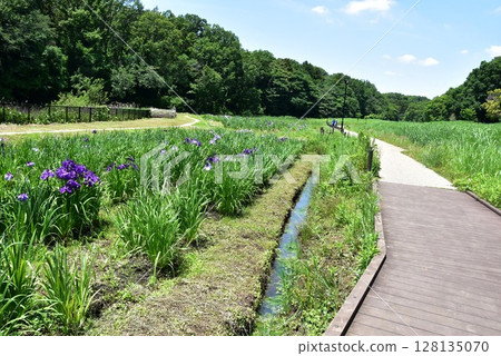 Walking paths and iris garden at Endo Sasakuboya Park, Fujisawa City, Kanagawa Prefecture Walking paths and iris garden at Endo Sasakuboya Park, Fujisawa City, Kanagawa Prefecture 128135070
