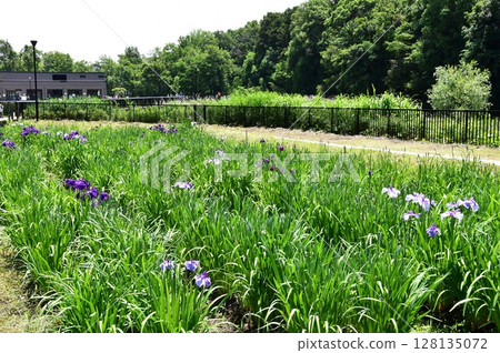 神奈川縣藤澤市遠藤佐作屋公園菖蒲花園 神奈川縣藤澤市遠藤佐作屋公園菖蒲花園 128135072