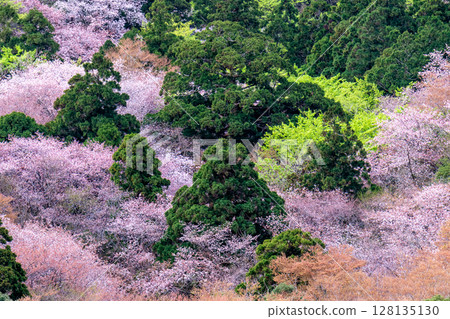屋久島國立公園太鼓岩的山櫻花和新綠(春季) 屋久島國立公園太鼓岩的山櫻花和新綠(春季) 128135130