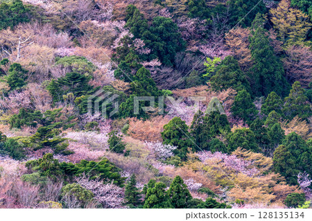 屋久島:從太鼓岩眺望櫻花和翠綠的景色(春季) 屋久島:從太鼓岩眺望櫻花和翠綠的景色(春季) 128135134