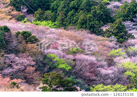 屋久島國立公園太鼓岩的山櫻花和新綠（春季） 128135136