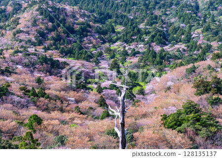 屋久島國立公園太鼓岩的山櫻花和新綠（春季） 128135137