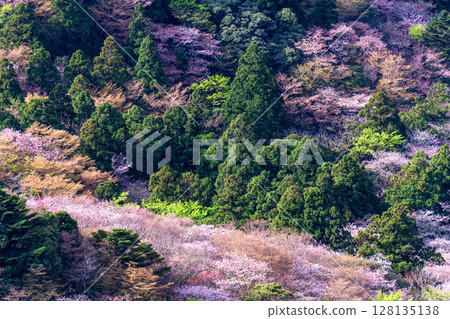 屋久島國立公園太鼓岩的山櫻花和新綠（春季） 128135138