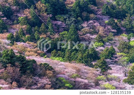 屋久島國立公園太鼓岩的山櫻花和新綠（春季） 128135139