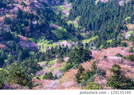 屋久島國立公園太鼓岩的山櫻花和新綠（春季） 128135140