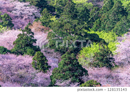 屋久島國立公園太鼓岩的山櫻花和新綠(春季) 屋久島國立公園太鼓岩的山櫻花和新綠(春季) 128135143