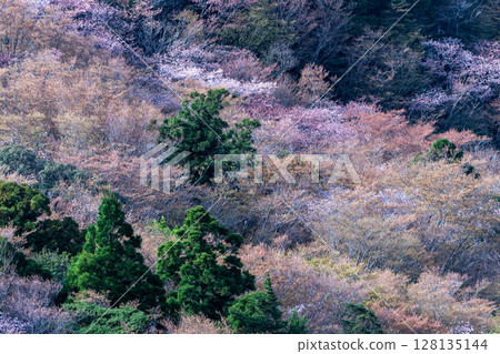 Mountain cherry blossoms and fresh greenery from Taiko Rock, Yakushima National Park (Spring) Mountain cherry blossoms and fresh greenery from Taiko Rock, Yakushima National Park (Spring) 128135144