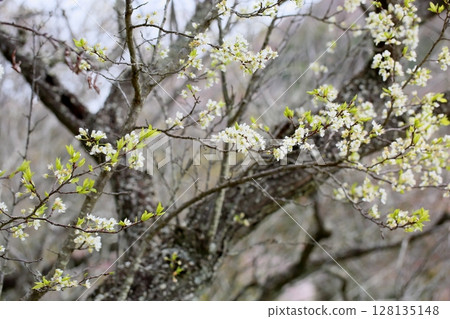 Oshima cherry blossoms 128135148