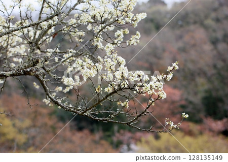 大島櫻花 大島櫻花 128135149