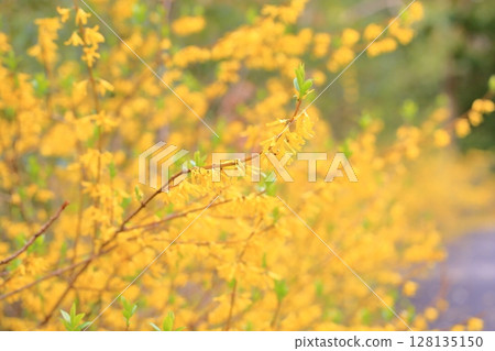 在盛開的連翹屬植物花 128135150