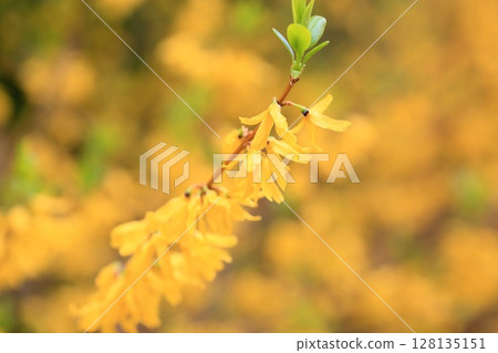 在盛開的連翹屬植物花 128135151