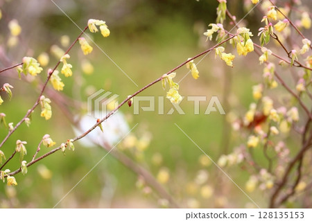 Corylopsis spicum flower Corylopsis spicum flower 128135153