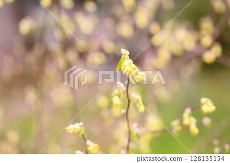 鳳尾蘭花 鳳尾蘭花 128135154