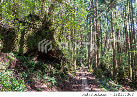 Trolley tracks and cedar mountains in Yakushima National Park (spring) Trolley tracks and cedar mountains in Yakushima National Park (spring) 128135368