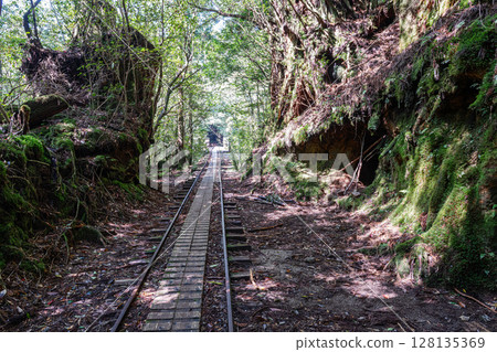 屋久島國立公園的電車軌道和透過樹木的陽光(春季) 屋久島國立公園的電車軌道和透過樹木的陽光(春季) 128135369