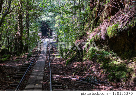 Trolley tracks and sunlight filtering through the trees, Yakushima National Park (Spring) 128135370