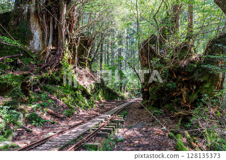 屋久島國立公園的電車軌道和屋久杉樹樁（春季） 128135373