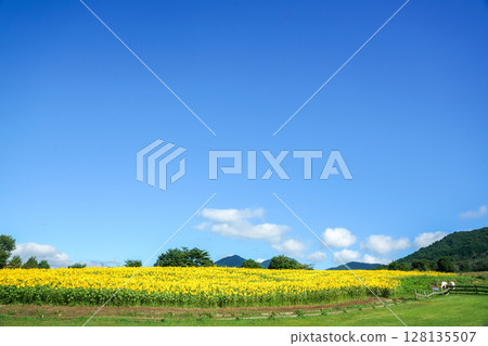 在藍天白雲下,悠閒地漫步在高原的向日葵田和牧場中的白馬。岡山縣真庭市的“蒜山高原·蒜山澤西樂園” 在藍天白雲下,悠閒地漫步在高原的向日葵田和牧場中的白馬。岡山縣真庭市的“蒜山高原·蒜山澤西樂園” 128135507