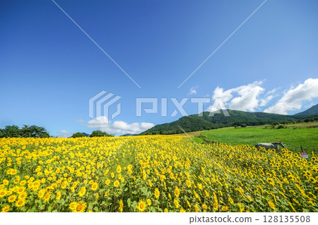 在藍天白雲下，悠閒地漫步在高原的向日葵田和牧場中的白馬。岡山縣真庭市的“蒜山高原·蒜山澤西樂園” 128135508