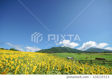 藍天白雲下的高原,牧場裡悠閒地棲息著白馬和牛群,還有向日葵田。岡山縣真庭市的“蒜山高原·蒜山澤西樂園” 藍天白雲下的高原,牧場裡悠閒地棲息著白馬和牛群,還有向日葵田。岡山縣真庭市的“蒜山高原·蒜山澤西樂園” 128135513