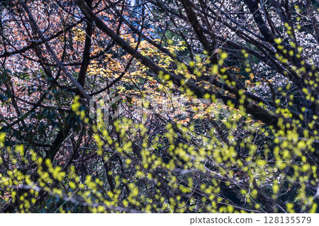 屋久島國立公園的山櫻花和新綠（春季） 128135579