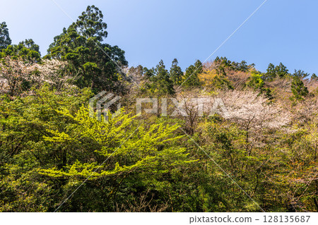 Mountain cherry blossoms and fresh greenery in Yakushima National Park (spring) 128135687