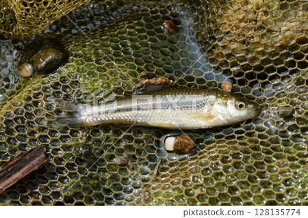 被網住的Tamoroko 128135774