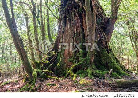 Yakusugi stump in the forest of Yakushima National Park (spring) 128135792