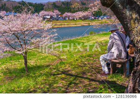 People enjoying cherry blossom viewing under the cherry blossoms 128136066