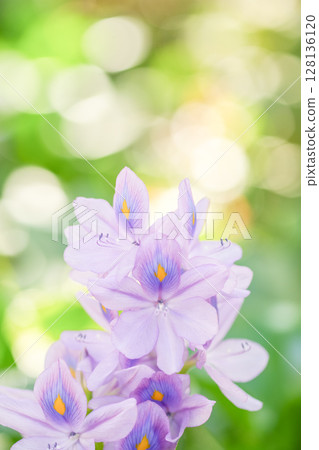 鳳眼藍是一種可愛、清涼的淡紫色花朵,在夏季可以照亮水邊的風景。 鳳眼藍是一種可愛、清涼的淡紫色花朵,在夏季可以照亮水邊的風景。 128136120