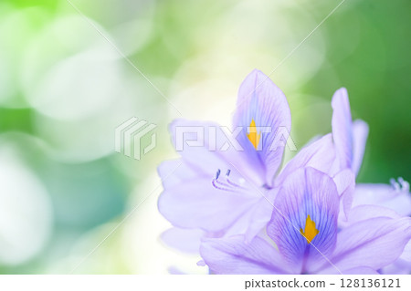 Water hyacinth is a lovely, cool-looking pale purple flower that brightens up waterside areas in summer. 128136121