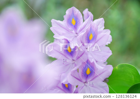 鳳眼藍是一種可愛、清涼的淡紫色花朵，在夏季可以照亮水邊的風景。 128136124