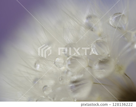 柔和的燈光下露水蒲公英種子的特寫 128136222