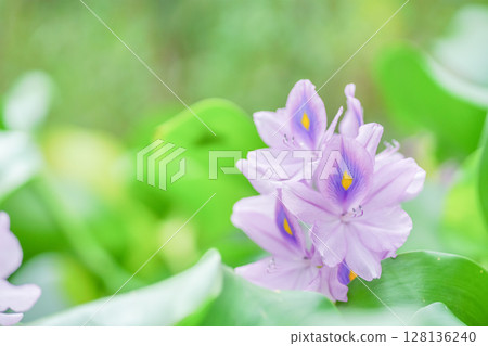 鳳眼藍是一種可愛、清涼的淡紫色花朵,在夏季可以照亮水邊的風景。 鳳眼藍是一種可愛、清涼的淡紫色花朵,在夏季可以照亮水邊的風景。 128136240