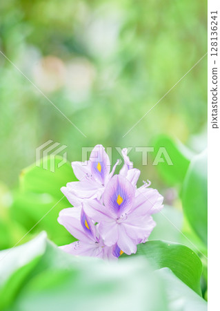 鳳眼藍是一種可愛、清涼的淡紫色花朵,在夏季可以照亮水邊的風景。 鳳眼藍是一種可愛、清涼的淡紫色花朵,在夏季可以照亮水邊的風景。 128136241