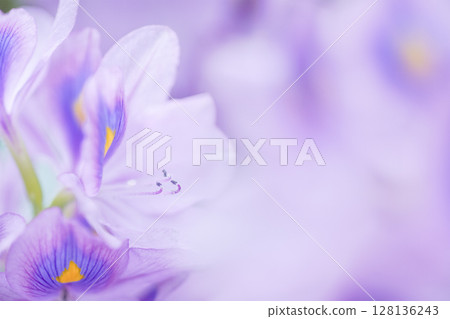 鳳眼藍是一種可愛、清涼的淡紫色花朵，在夏季可以照亮水邊的風景。 128136243