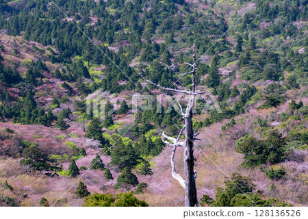 Mountain cherry blossoms and fresh greenery from Taiko Rock, Yakushima National Park (Spring) 128136526
