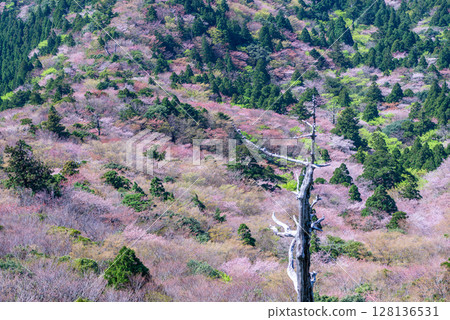 屋久島國立公園太鼓岩的山櫻花和新綠（春季） 128136531
