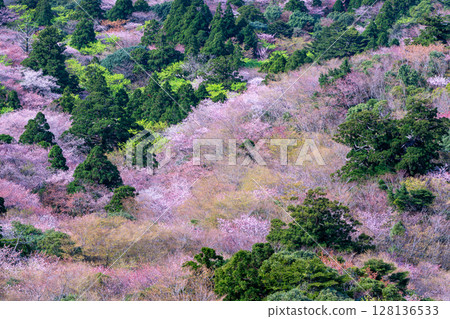 Mountain cherry blossoms and fresh greenery from Taiko Rock, Yakushima National Park (Spring) 128136533
