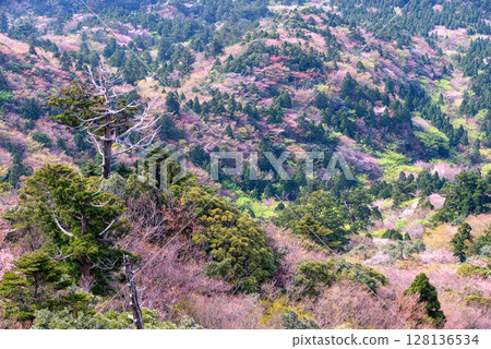 屋久島國立公園太鼓岩的山櫻花和新綠（春季） 128136534