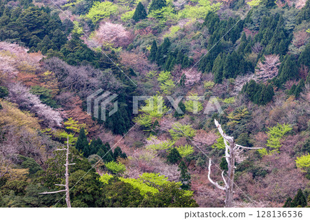 屋久島國立公園太鼓岩的山櫻花和新綠（春季） 128136536