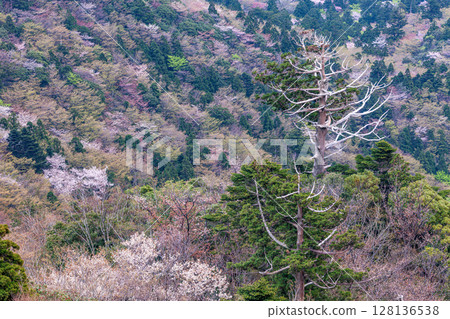 屋久島國立公園太鼓岩的山櫻花和新綠（春季） 128136538