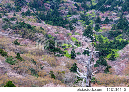 Yakushima Island: Cherry blossoms and fresh greenery, viewed from Taiko-iwa Rock (Spring) Yakushima Island: Cherry blossoms and fresh greenery, viewed from Taiko-iwa Rock (Spring) 128136540